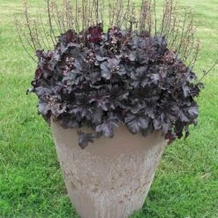 Primo® 'Black Pearl' Coral Bells -GREAT GARDEN PLANTS heuchera primo black pearl coral bells 4