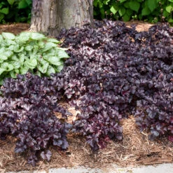 Primo® 'Black Pearl' Coral Bells -GREAT GARDEN PLANTS heuchera primo black pearl coral bells 5