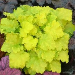 'Twist Of Lime' Coral Bells 9 'Twist Of Lime' Coral Bells -GREAT GARDEN PLANTS heuchera twist of lime 3