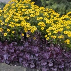 Primo® 'Wild Rose' Coral Bells -GREAT GARDEN PLANTS heuchera wild rose 6