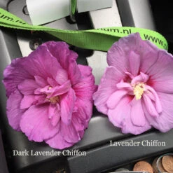 Dark Lavender Chiffon® Rose Of Sharon -GREAT GARDEN PLANTS hibiscus dark lavender chiffon 1