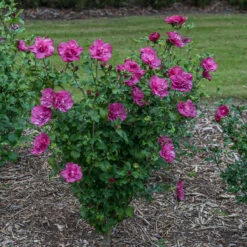 Magenta Chiffon® Rose Of Sharon -GREAT GARDEN PLANTS hibiscus magenta chiffon 3