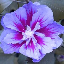 Purple Pillar® Rose Of Sharon -GREAT GARDEN PLANTS hibiscus purple pillar 4