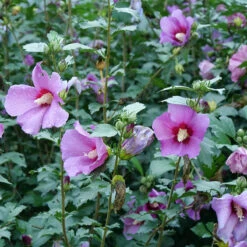 Purple Satin® Rose Of Sharon -GREAT GARDEN PLANTS hibiscus purple satin 3