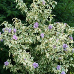 Sugar Tip® Gold Rose Of Sharon -GREAT GARDEN PLANTS hibiscus sugar tip gold 3