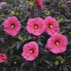 Summerific® 'Evening Rose' Perennial Hibiscus -GREAT GARDEN PLANTS hibiscus summerific evening rose 4 sw