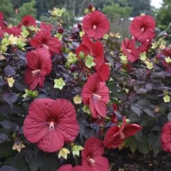 Summerific® 'Holy Grail' Perennial Hibiscus -GREAT GARDEN PLANTS hibiscus summerific holy grail 2 sw