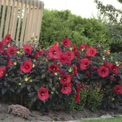Summerific® 'Holy Grail' Perennial Hibiscus -GREAT GARDEN PLANTS hibiscus summerific holy grail 4 sw
