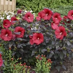 Summerific® 'Holy Grail' Perennial Hibiscus -GREAT GARDEN PLANTS hibiscus summerific holy grail 5 sw