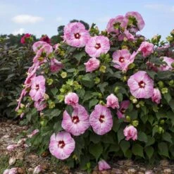 Summerific® 'Spinderella' Perennial Hibiscus -GREAT GARDEN PLANTS hibiscus summerific spinderella 2 sw