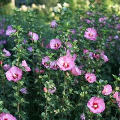 Ruffled Satin® Rose Of Sharon -GREAT GARDEN PLANTS hibsicus ruffled satin 3
