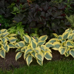 Shadowland® 'Autumn Frost' Hosta -GREAT GARDEN PLANTS hosta autumn frost 3