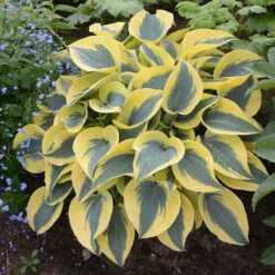 Shadowland® 'Autumn Frost' Hosta -GREAT GARDEN PLANTS hosta autumn frost 4