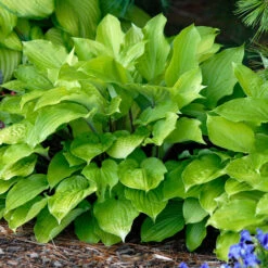 'Fire Island' Hosta -GREAT GARDEN PLANTS hosta fire island 2