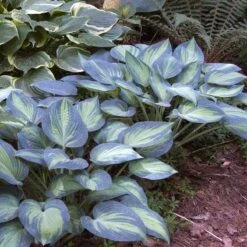 'June' Hosta -GREAT GARDEN PLANTS hosta june 2