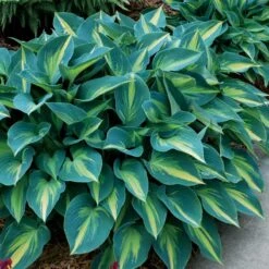 'June' Hosta