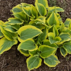 'Liberty' Hosta -GREAT GARDEN PLANTS hosta liberty 2