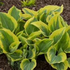 'Liberty' Hosta