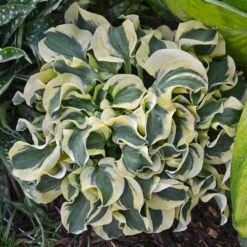 'Mini Skirt' Hosta -GREAT GARDEN PLANTS hosta mini skirt 2