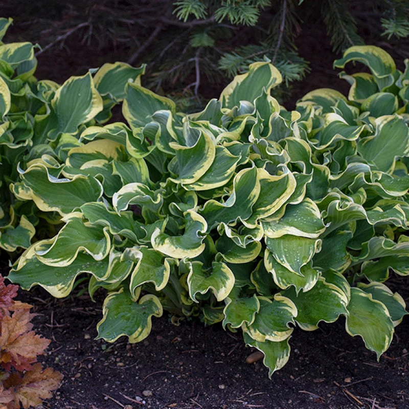 Shadowland® 'Wheee!' Hosta