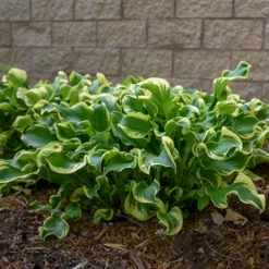 Shadowland® 'Wheee!' Hosta -GREAT GARDEN PLANTS hosta shadowland whee 2