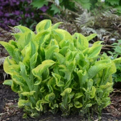 GREAT GARDEN PLANTS -GREAT GARDEN PLANTS hosta shadowland whee 3
