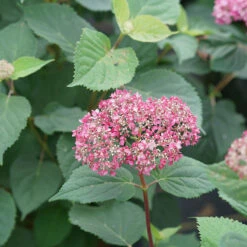 Invincibelle Garnetta® Smooth Hydrangea -GREAT GARDEN PLANTS hydrangea arborescens invincibelle garnetta 3