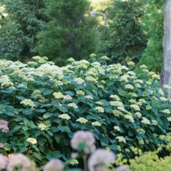 Lime Rickey® Smooth Hydrangea -GREAT GARDEN PLANTS hydrangea arborescens lime rickey 4