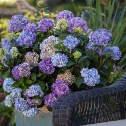 Endless Summer® BloomStruck® Bigleaf Hydrangea -GREAT GARDEN PLANTS hydrangea bloomstruck endless summer 21 sw