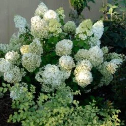 Bobo® Panicle Hydrangea -GREAT GARDEN PLANTS hydrangea bobo 3 sw