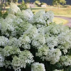 Bobo® Panicle Hydrangea -GREAT GARDEN PLANTS hydrangea bobo 4 sw