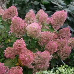 Bobo® Panicle Hydrangea -GREAT GARDEN PLANTS hydrangea bobo 5 sw