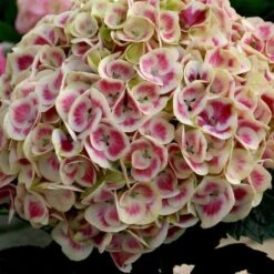 Cityline® Mars Bigleaf Hydrangea -GREAT GARDEN PLANTS hydrangea cityline mars 3 sw