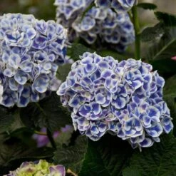 Cityline® Mars Bigleaf Hydrangea -GREAT GARDEN PLANTS hydrangea cityline mars 5 sw