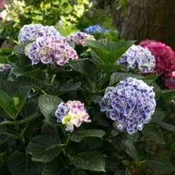 Cityline® Mars Bigleaf Hydrangea -GREAT GARDEN PLANTS hydrangea cityline mars 6 sw