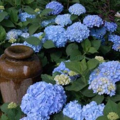 Endless Summer® Bigleaf Hydrangea -GREAT GARDEN PLANTS hydrangea endless summer 21 sw