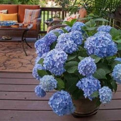 Endless Summer® Bigleaf Hydrangea -GREAT GARDEN PLANTS hydrangea endless summer 24 sw