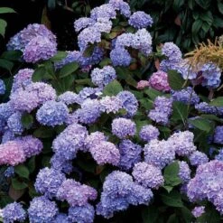 Endless Summer® Bigleaf Hydrangea -GREAT GARDEN PLANTS hydrangea endless summer 25 sw