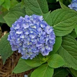 Endless Summer® Bigleaf Hydrangea -GREAT GARDEN PLANTS hydrangea endless summer 28 sw