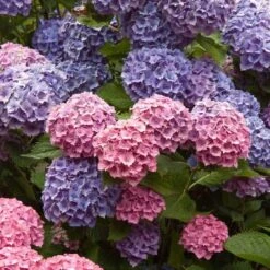 Endless Summer® Bigleaf Hydrangea -GREAT GARDEN PLANTS hydrangea endless summer 4 sw