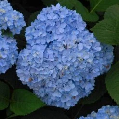 Endless Summer® Bigleaf Hydrangea -GREAT GARDEN PLANTS hydrangea endless summer 5 sw