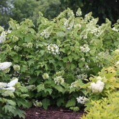 Gatsby Star® Oakleaf Hydrangea -GREAT GARDEN PLANTS hydrangea gatsby star 3 sw