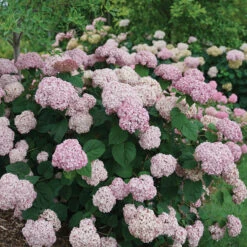 Incrediball® Blush Smooth Hydrangea -GREAT GARDEN PLANTS hydrangea incrediball blush 3