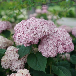 Incrediball® Blush Smooth Hydrangea -GREAT GARDEN PLANTS hydrangea incrediball blush 4