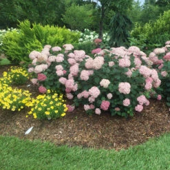 Incrediball® Blush Smooth Hydrangea -GREAT GARDEN PLANTS hydrangea incrediball blush 5