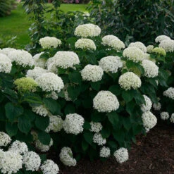 Invincibelle Limetta® Smooth Hydrangea -GREAT GARDEN PLANTS hydrangea invincibelle limetta 2