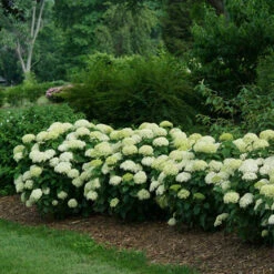 Invincibelle Limetta® Smooth Hydrangea -GREAT GARDEN PLANTS hydrangea invincibelle limetta 4