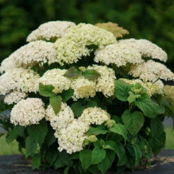 Invincibelle Limetta® Smooth Hydrangea -GREAT GARDEN PLANTS hydrangea invincibelle limetta 6