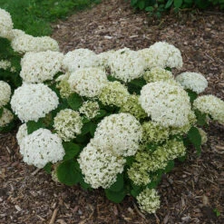 Invincibelle Wee White® Smooth Hydrangea -GREAT GARDEN PLANTS hydrangea invincibelle wee white 2