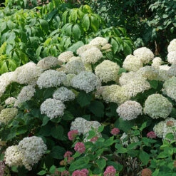 Invincibelle Wee White® Smooth Hydrangea -GREAT GARDEN PLANTS hydrangea invincibelle wee white 3